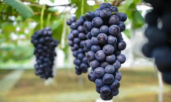 露地葡萄的种植方法（河南葡萄主栽品种介绍及栽培注意事项）(1)