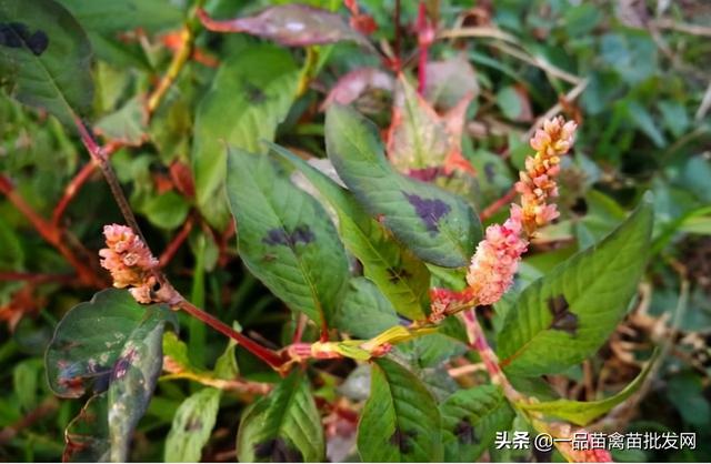 治疗鸡球虫病的最好方法（鸡群得球虫病不用怕）(4)