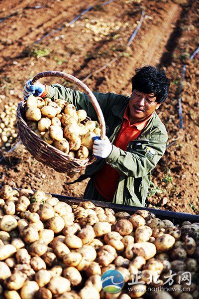 内蒙古地方土豆种植（内蒙古进入土豆收获季）(7)