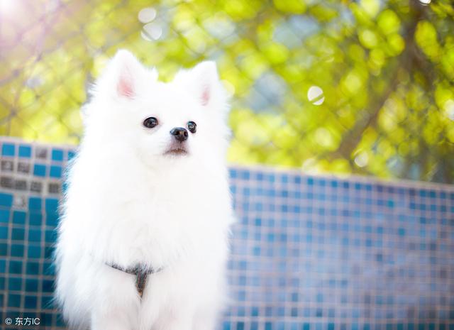 日本银狐犬的优点和缺点（银狐犬的3大缺点）(2)