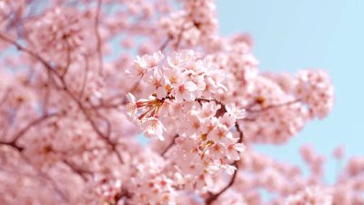 ​樱花节在哪个城市举行 樱花节在哪个城市举办