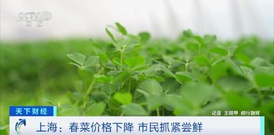 ​价格跳水，降幅50%！多种春菜便宜了！你尝“鲜”了吗？