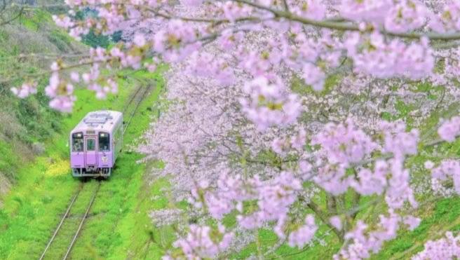 旅游国内赏樱花胜地在哪里（盘点全国必去的赏樱景点）  5