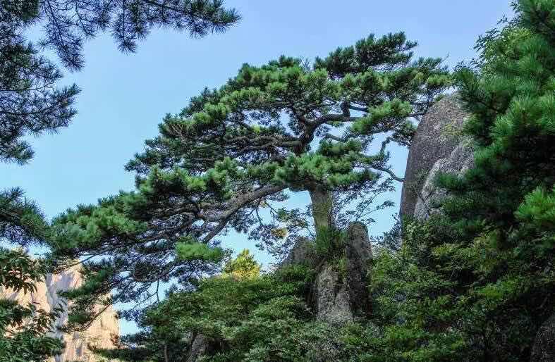 旅游黄山最具代表性的十种松树:迎客松和和送客松有什么区别  3