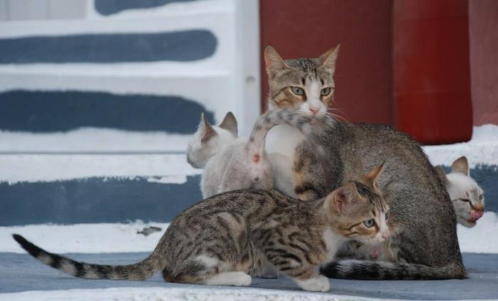 猫咪不能打？其实不然，用对方法猫咪不但不记仇，还会越打越听话