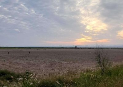 ​河津黄河滩 绿野碧连天 万物吐芳华 一览天地宽