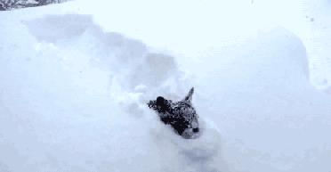 搞笑段子：雪花分为三种，一种勇闯天涯，一种纯生，一种原汁麦