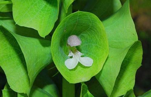 样子好奇特的花卉，花盆里也能开出小贝壳，养在家中美极了