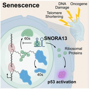 ​科学家发现新型小核仁 RNA 分子，揭示“细胞衰老”调控机制