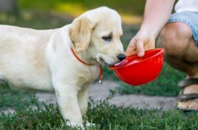 ​阿拉斯加犬有哪些特点，阿拉斯加犬特点以及性格