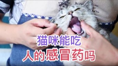 ​猫沙盘一般多少钱猫沙盘一般多少钱一块