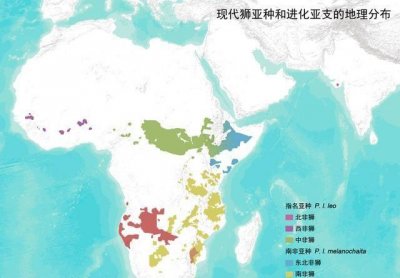 ​非洲独行剑客巴巴里狮，罗马斗兽秒杀东北虎，被西方殖民者灭绝