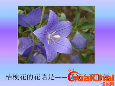 ​桔梗花的花语是什么？桔梗花有什么花语？