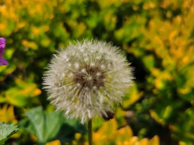 ​蒲公英怎么种植，蒲公英种植技术及管理