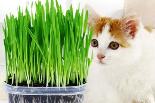 什么是猫草呢 猫草有什么作用呢