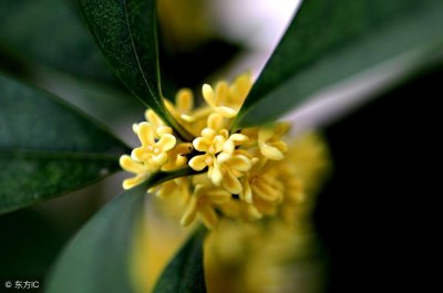 ​桂花种子你见过吗？桂花种子收集起来，来年种下来就是小桂花树