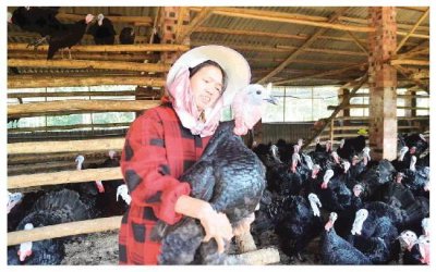 ​不走寻常路！桂林盘洞村村民养火鸡致富