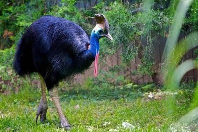 ​世界上最危险的“杀人鸟”鹤鸵爪子如匕首 一脚让人肠穿肚破