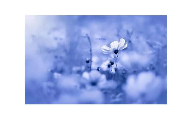 送女朋友花写什么内容比较好 送花给女朋友写点什么好呢