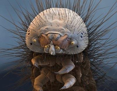 水熊虫，一个拥有不死超能力物种