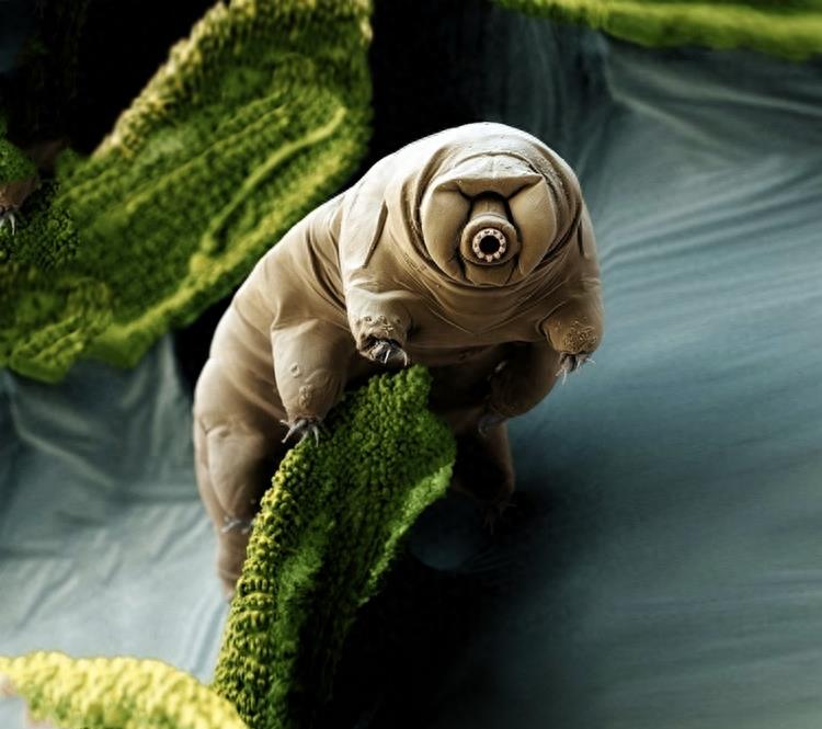 水熊虫，一个拥有不死超能力物种