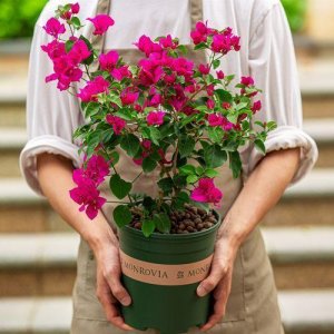 ​三角梅不开花的三个罪魁祸首，学会方法，花开爆盆