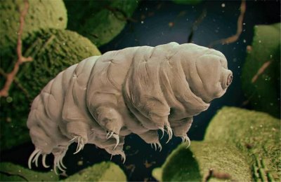 ​水熊虫未解之谜：地球五大不死神兽中最为bug的存在