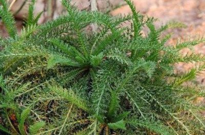 ​长寿草—蓍草