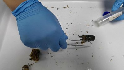 ​日本点心夹带4头黄金鬼锹甲 生物入侵危害有多大？为何频繁发生？