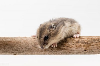 ​老鼠会不会爬到床上去咬人？原因是什么？