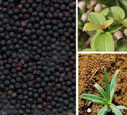 《全职高手》王杰希王不留行治女生痛经？原来是这样！