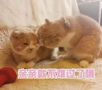 ​哄女友专用表情包，当你热女票生气了，可以这么做