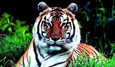 ​03年中国在非洲放归5只华南虎，繁衍到15只后，奇怪的现象发生了