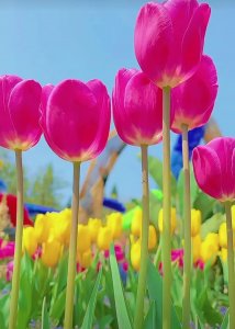 ​信言不美，美言不信