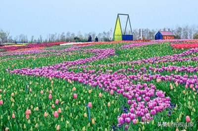 ​盐城荷兰花海景区，尽享四季花卉之美，感受浓厚的荷兰文化气息