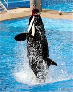 ​拥有“杀人鲸”名号的虎鲸，为何从不攻击人类？