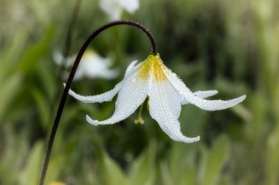 ​百事合意，万事顺心，100张百合美图欣赏