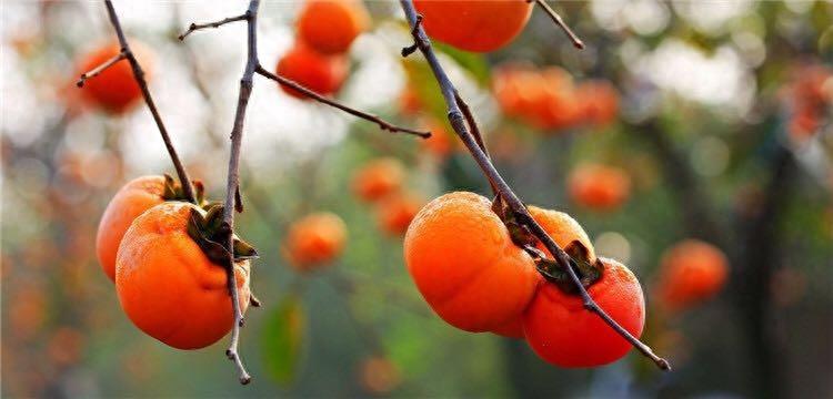 走进电视剧《岁岁年年柿柿红》拍摄地——宜山村