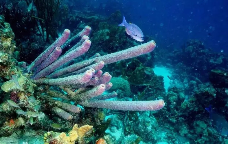 世界上永生不死的动物（什么动物死不了）(图2)