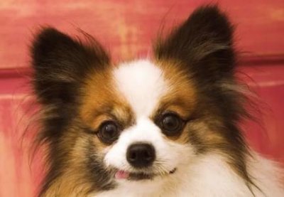 ​狗狗会狼叫 狗狗拉灰色的便便怎么回事？