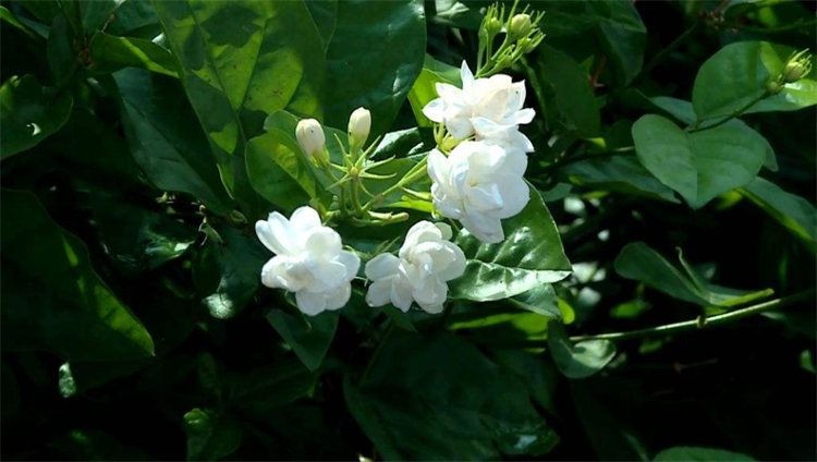 红土适合种什么植物（这些植物最适合种在红土你种对了吗）