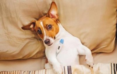 ​如何预防和医治狗狗肛门腺炎？一文带你了解肛门腺的谜团 狗狗肛门腺发炎用啥药