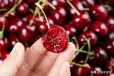 ​车厘子能放多久（常温下车厘子存放多长时间不腐烂）