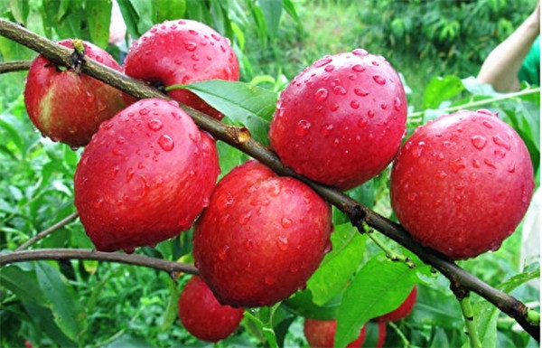 油桃是几月份的应季水果(油桃到几月份就没了)