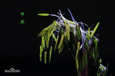 ​稻米、黍米、稷米都听不少，竹米是什么东东？