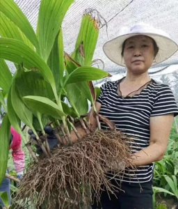 ​前几年很火，曾卖到800元1公斤，现在也不错，每亩能挣7.5万元