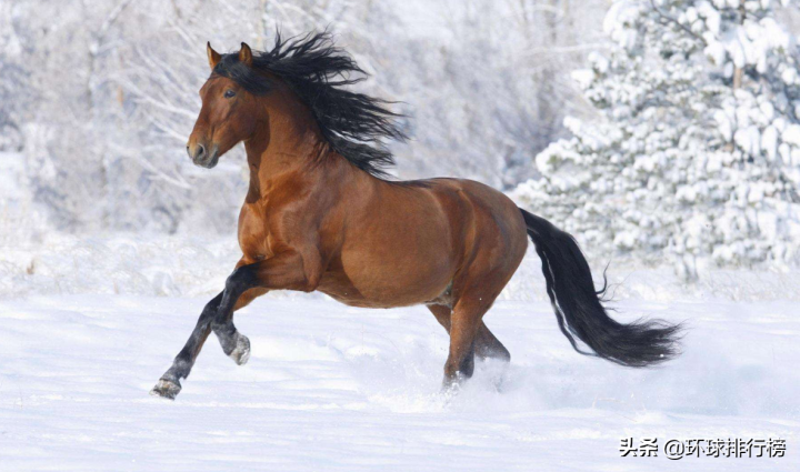 陆地上最大的动物是什么（陆地最大的动物排名前10）
