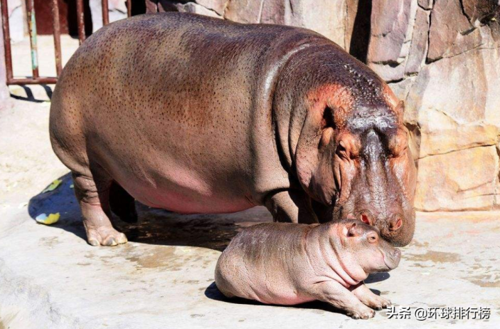 陆地上最大的动物是什么（陆地最大的动物排名前10）