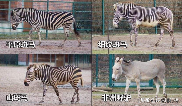 陆地上最大的动物是什么（陆地最大的动物排名前10）