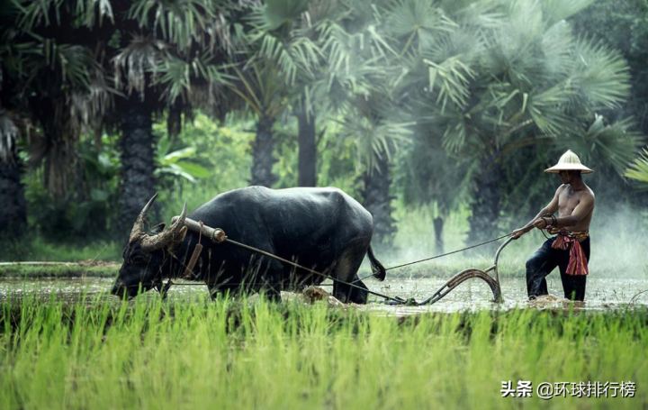陆地上最大的动物是什么（陆地最大的动物排名前10）